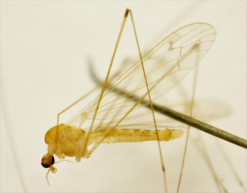 Dicranomyia chorea